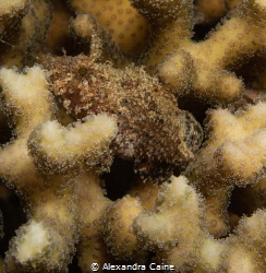 Coral Scorpion fish hiding in hard coral. Shot in Dahab, ... by Alexandra Caine 